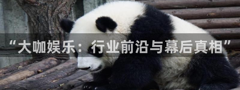 k8凯发下载入口：“大咖娱乐：行业前沿与幕后真相”